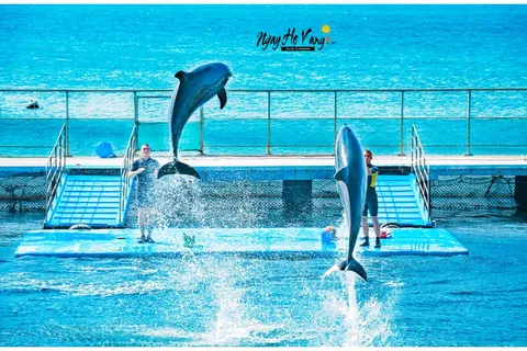 Show diễn cá Heo tại Vinpearl Land