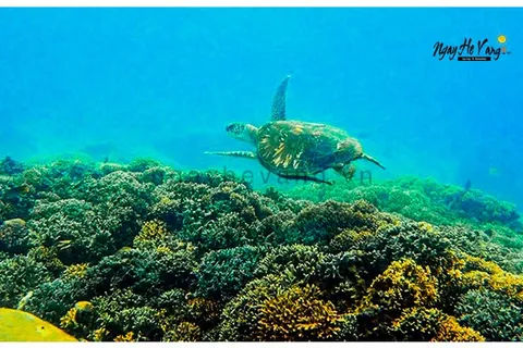Review lặn biển Nha Trang